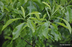 Franklinia Alatamaha — photo 3